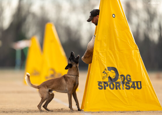 Schutzhund dog training cape cod