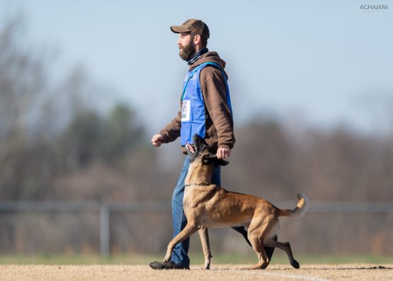 does positive dog training work