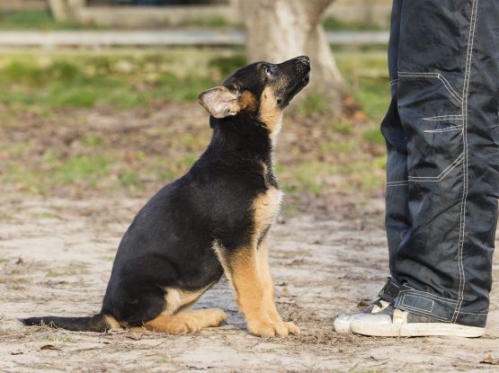 puppy training